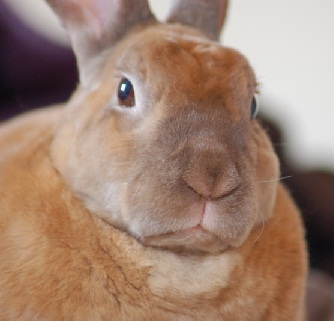 Name:  disapproving bunny 1.jpg
Views: 264
Size:  32.4 KB