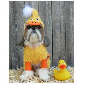Name:  duck dog.jpg
Views: 273
Size:  17.8 KB