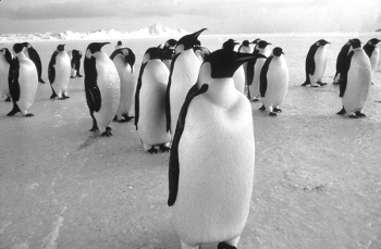 Name:  Penguins-2-a-Standing.jpg
Views: 143
Size:  62.8 KB