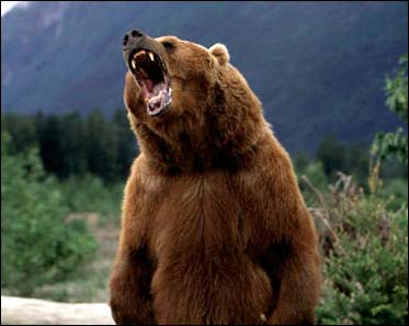 Name:  grizzly-bear-roaring.jpg
Views: 157
Size:  15.8 KB
