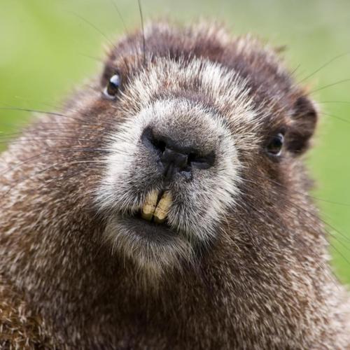 Name:  North American Beaver.jpg
Views: 314
Size:  43.5 KB