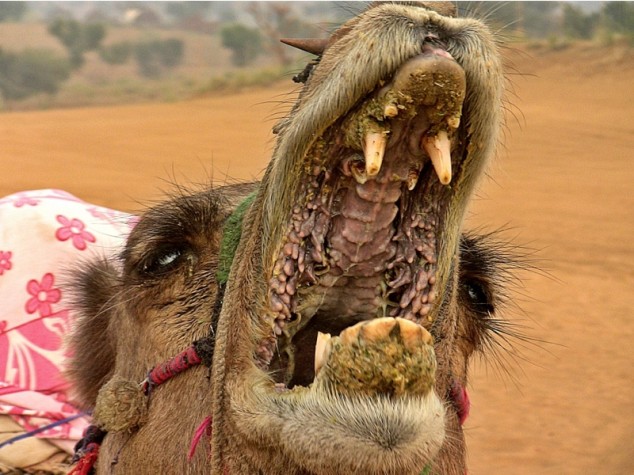 Name:  Inside-a-camels-mouth-2.jpg
Views: 665
Size:  93.7 KB