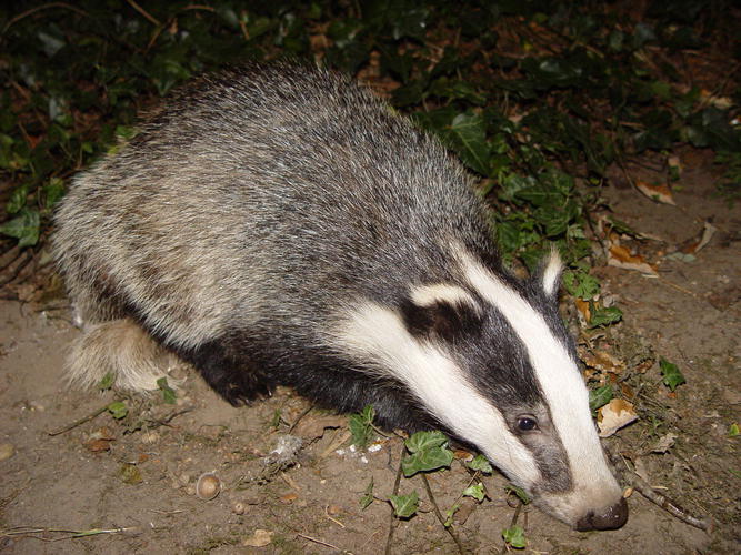 Name:  Badger-badger.jpg
Views: 154
Size:  81.9 KB
