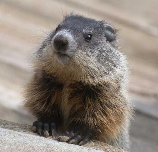 Name:  groundhog1.jpg
Views: 123
Size:  36.0 KB