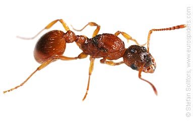 Name:  red_ant_1242.jpg
Views: 164
Size:  21.0 KB