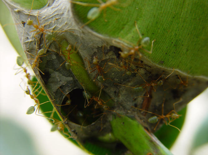 Name:  DSC00279-Green-Ants-at-entrance-of-nest.jpg
Views: 72
Size:  54.6 KB