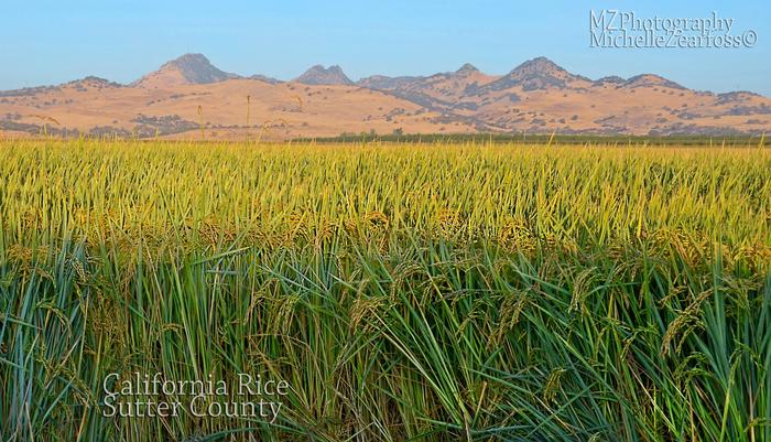 Name:  rice and the buttes.jpg
Views: 69
Size:  83.2 KB