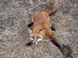 Name:  my first fox.jpg
Views: 56
Size:  15.2 KB