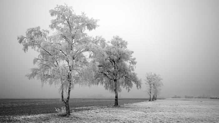 Name:  black-and-white-winter.jpg
Views: 188
Size:  37.6 KB
