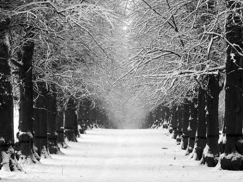 Name:  Lime-Tree-Avenue-in-Winter-Black-and-White-Lime-Tree-avenue-is-the-longest-avenue-of-line-trees-.jpg
Views: 181
Size:  80.4 KB