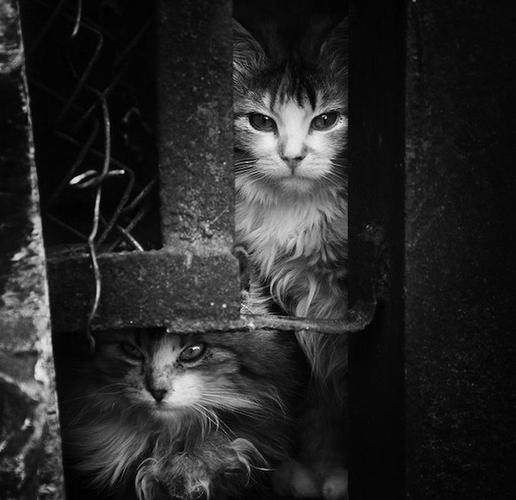Name:  b_and_white_cats.jpg
Views: 167
Size:  32.1 KB