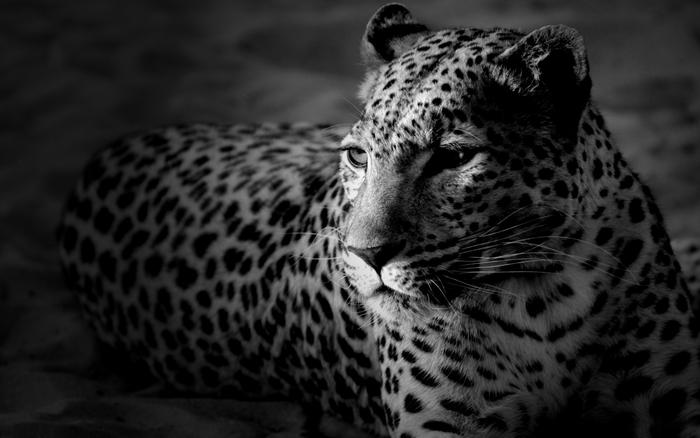 Name:  Leopard_black_and_white.jpg
Views: 168
Size:  42.7 KB