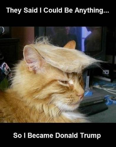 Name:  trump cat.jpg
Views: 84
Size:  27.1 KB