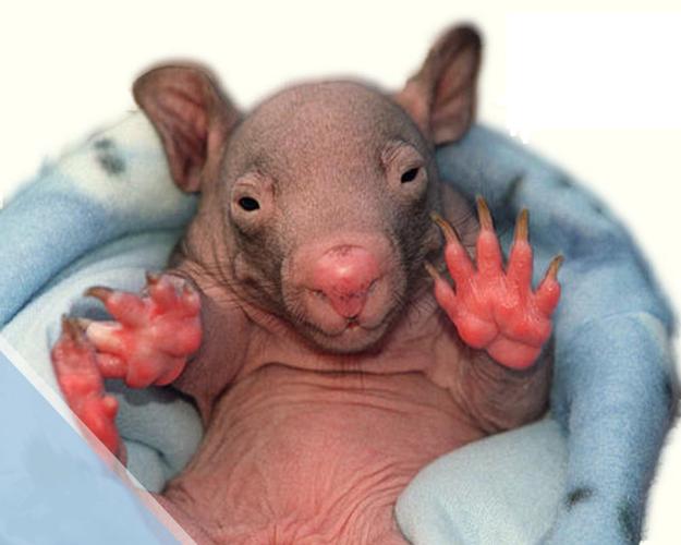 Name:  animal-baby-wombat-backgrounds-powerpoint.jpg
Views: 121
Size:  33.0 KB