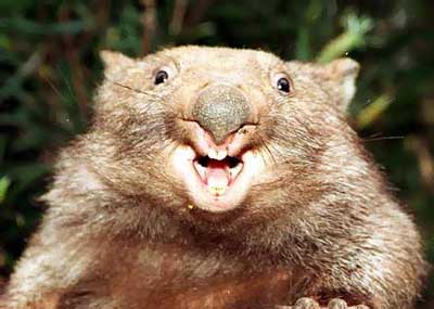 Name:  wombat.jpeg
Views: 141
Size:  17.9 KB