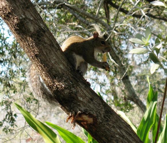 Name:  Squirrel Eating a French Fry.jpg
Views: 109
Size:  71.2 KB