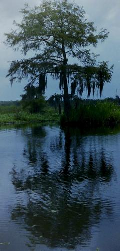 Name:  Louisiana Bayou.jpg
Views: 127
Size:  23.0 KB