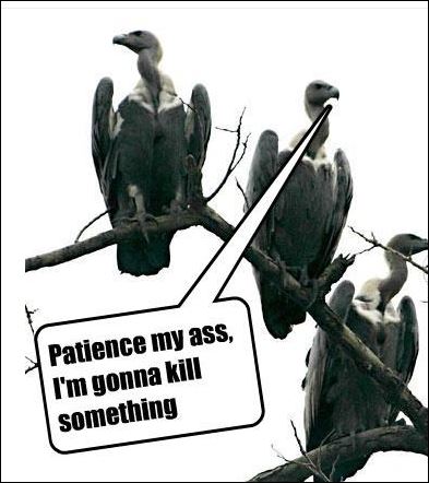 Name:  impatient vultures.JPG
Views: 143
Size:  40.4 KB