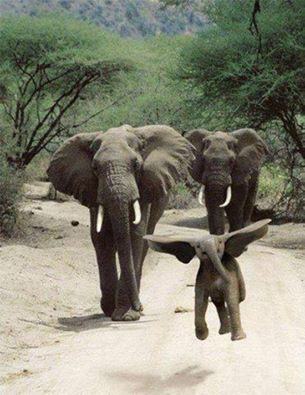 Name:  Dumbo.jpg
Views: 108
Size:  28.0 KB