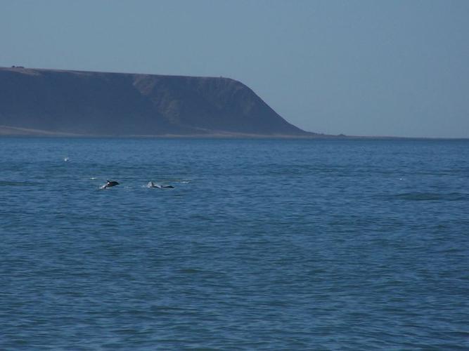 Name:  dolphins_in_palliser_bay.jpg
Views: 48
Size:  30.2 KB