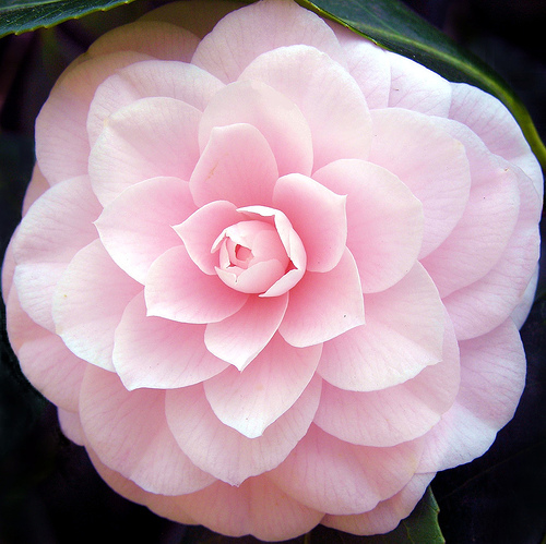 Name:  camelia flower.jpg
Views: 59
Size:  137.8 KB