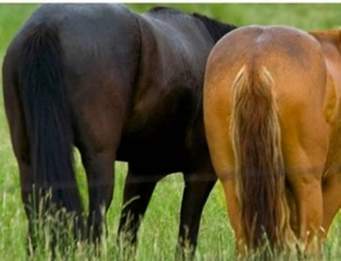 Name:  horses asses.jpg
Views: 78
Size:  11.1 KB