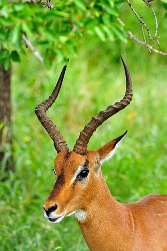 Name:  Antelope.jpg
Views: 387
Size:  33.7 KB