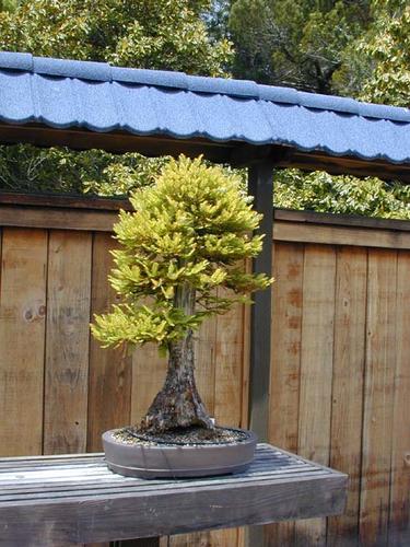 Name:  bonsai_16.jpg
Views: 123
Size:  48.3 KB