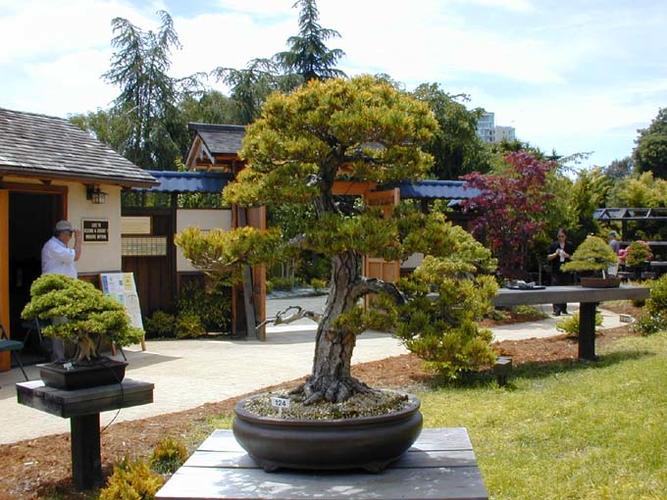 Name:  bonsai_02.jpg
Views: 145
Size:  74.0 KB