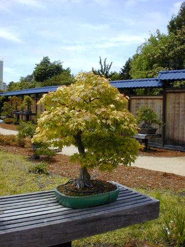 Name:  bonsai_08.jpg
Views: 156
Size:  44.5 KB