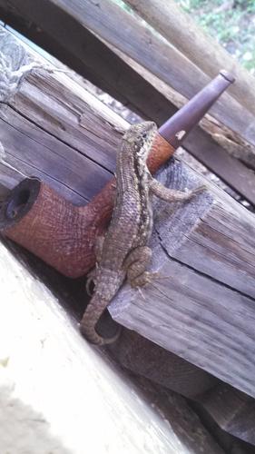 Name:  lizard.Pipe.jpg
Views: 181
Size:  25.4 KB