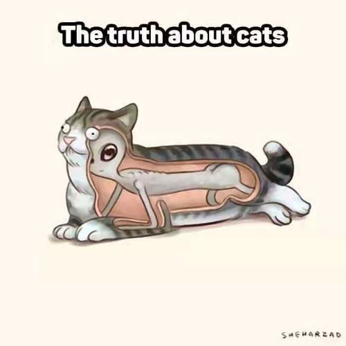 Name:  Truth about Cats.jpg
Views: 113
Size:  20.0 KB