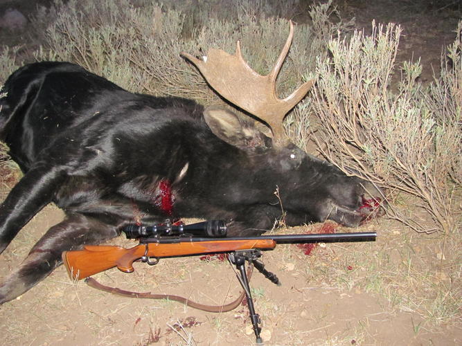 Name:  Utah Moose 3 018.jpg
Views: 87
Size:  82.9 KB