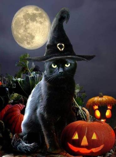 Name:  black-cat-with-pumpkin-and-hat.jpg
Views: 143
Size:  26.4 KB