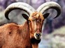 Name:  wild-goat - Copy - Copy.jpg
Views: 104
Size:  4.1 KB