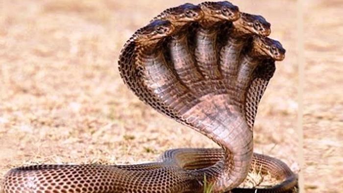 Name:  snake.jpg
Views: 129
Size:  45.8 KB