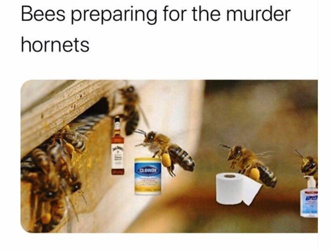 Name:  Murder Hornets Prepare.jpg
Views: 100
Size:  35.0 KB