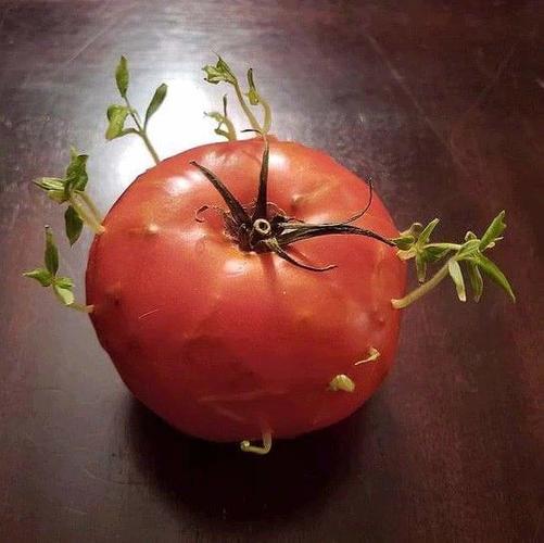 Name:  Sprouting tomato-2.jpg
Views: 110
Size:  30.5 KB