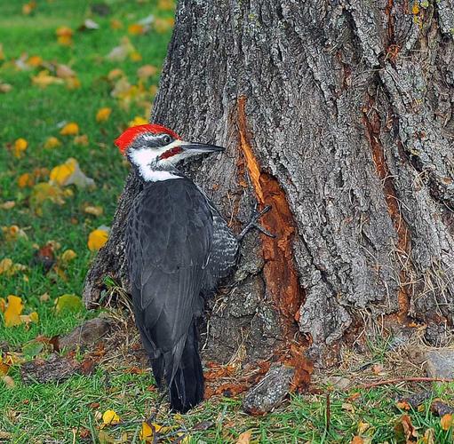 Name:  Woodpecker.jpg
Views: 103
Size:  93.7 KB