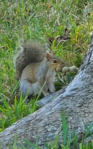 Name:  squirrel.jpg
Views: 140
Size:  38.6 KB