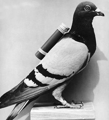 Name:  carrier_pigeon.jpg
Views: 110
Size:  33.1 KB