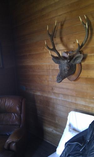 Name:  Antlers in the cabin.jpg
Views: 235
Size:  16.6 KB