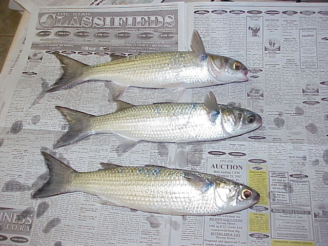 Name:  striped Mullet.jpg
Views: 304
Size:  89.5 KB