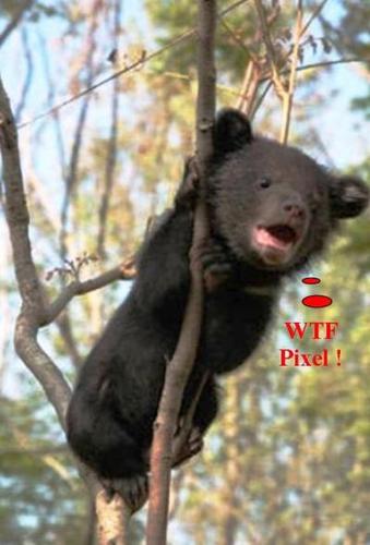 Name:  Baby Black Bear.jpg
Views: 403
Size:  27.3 KB