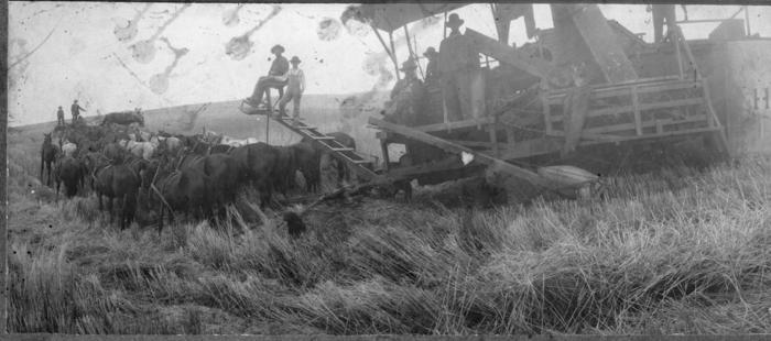 Name:  Original James Clark Harvest 1917.jpg
Views: 143
Size:  36.8 KB