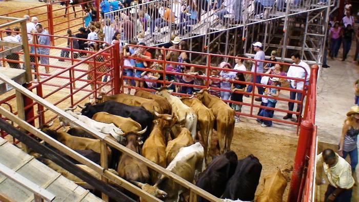 Name:  Rodeo in Davie Florida (3).jpg
Views: 156
Size:  77.1 KB