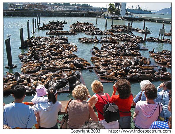Name:  disappearing-sea-lions-san-francisco.jpg
Views: 3769
Size:  116.6 KB