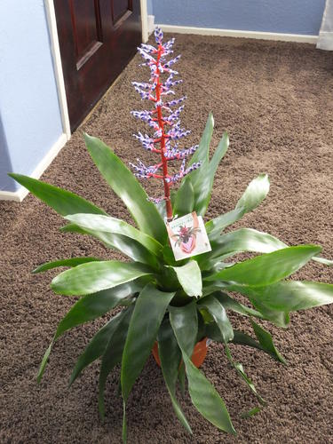 Name:  Bromeliad 001.jpg
Views: 152
Size:  50.5 KB