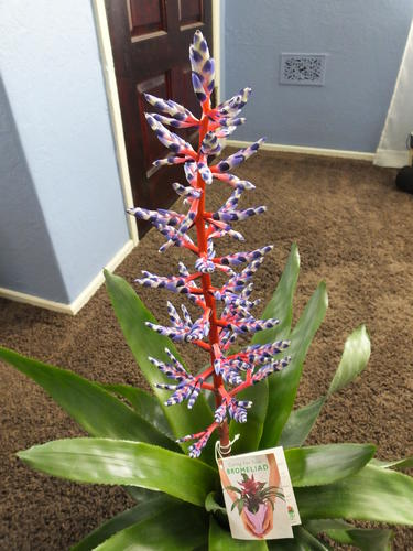 Name:  Bromeliad 002.jpg
Views: 151
Size:  40.4 KB