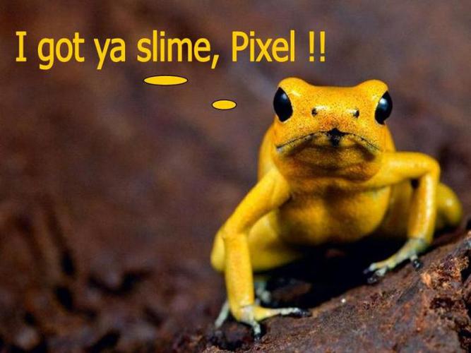 Name:  Golden Poison Frog – Phyllobates terribilis.jpg
Views: 111
Size:  38.9 KB